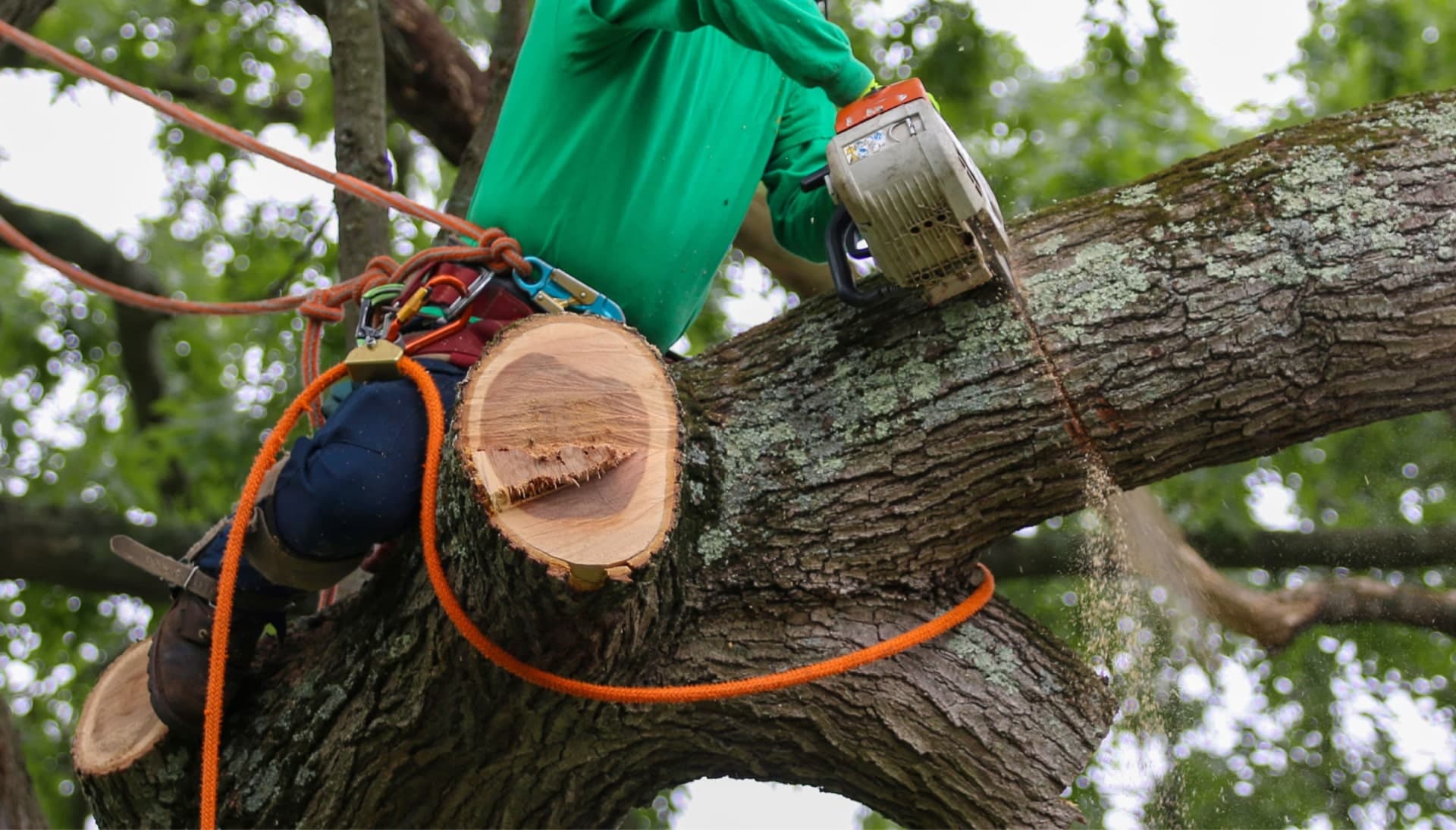Shed your worries away with best tree removal in Long Island