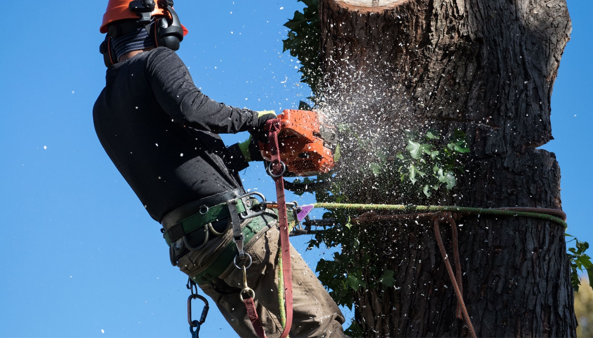Professional Tree removal solutions in Long Island